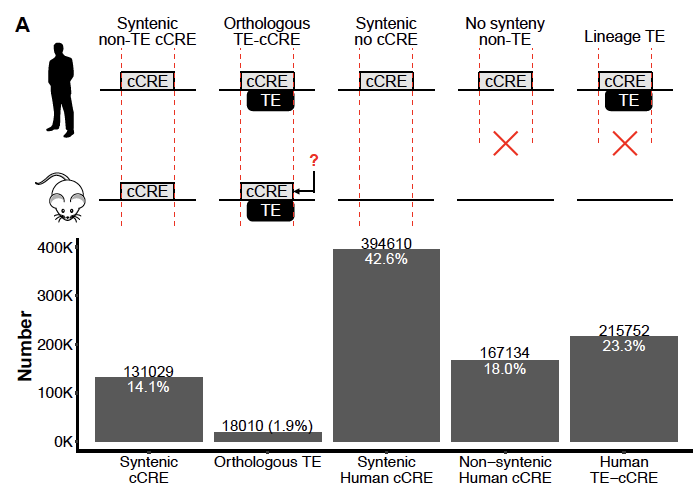 TE-derived cCREs tend to be more cell type-specific than non-TE cCREs and they are evolutionarily younger. 90% are not present or not conserved in mouse, and the reciprocal is true. Thus, TEs are an important source of cis-regulatory innovation in mammalian genomes.