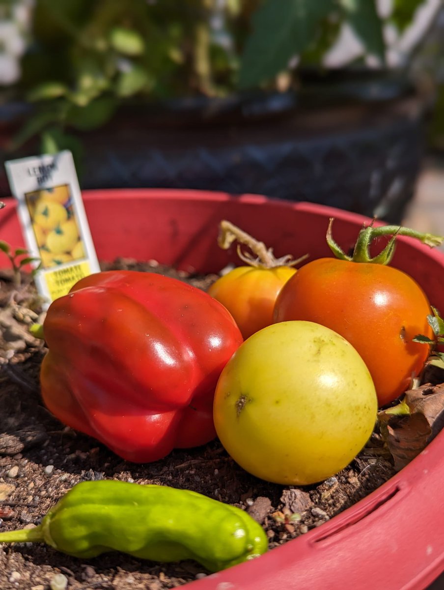 WHOA_Yoga's tweet photo. Fresh from the garden…nourishing the body and soul through mindful eating 🌱🧘🏾‍♀️

#mindfulmonday #yoga #cleaneating https://t.co/R6h2HyGnhZ