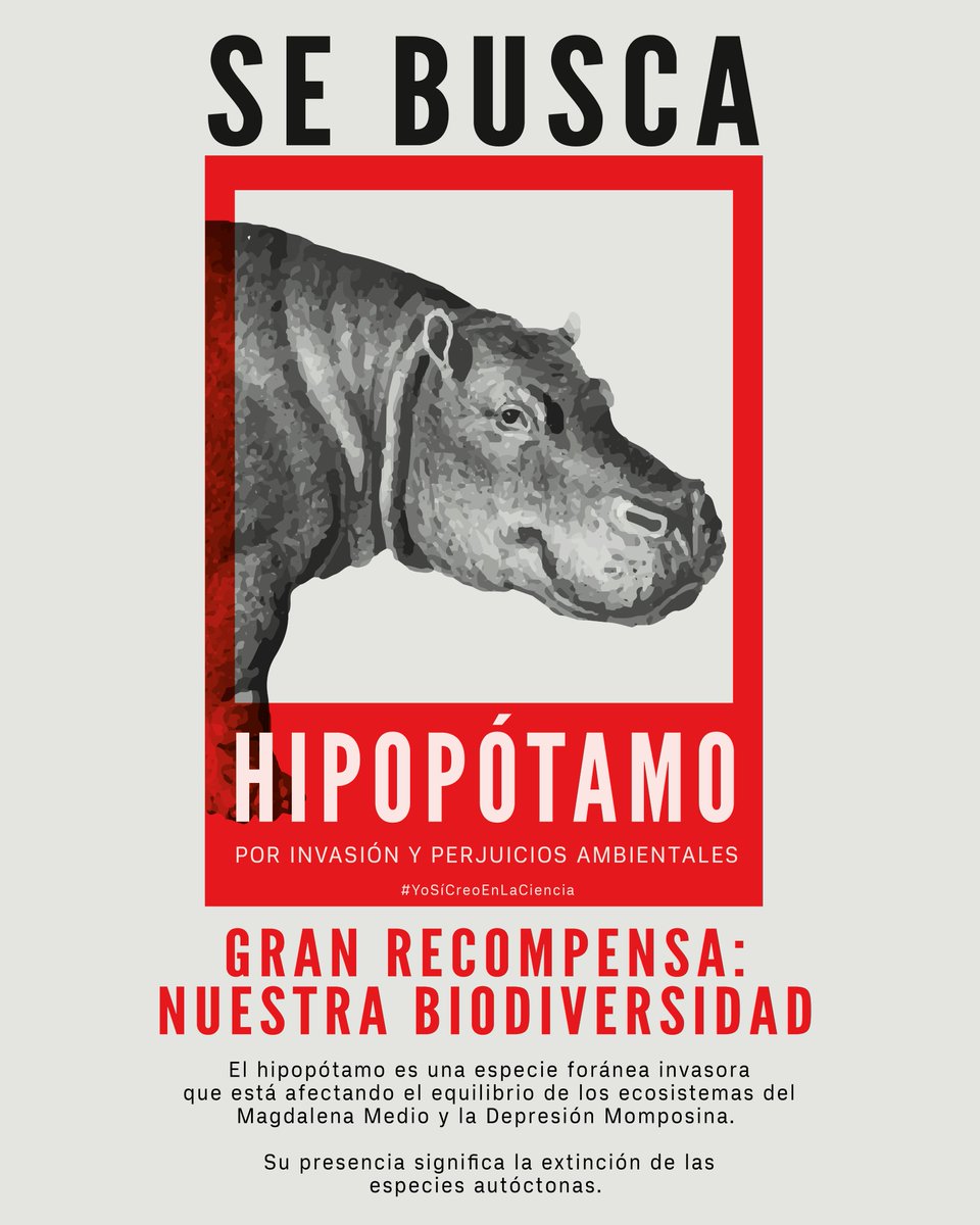 🚨SE BUSCA HIPOPÓTAMO🚨

Estos animales son una especie foránea invasora la cual está afectando tanto los ecosistemas del Magdalena Medio y la Depresión Momposina como la productividad de la tierra y la supervivencia de las comunidades.
#DiaNacionalDeLaBiodiversidad 🧵👇🏼