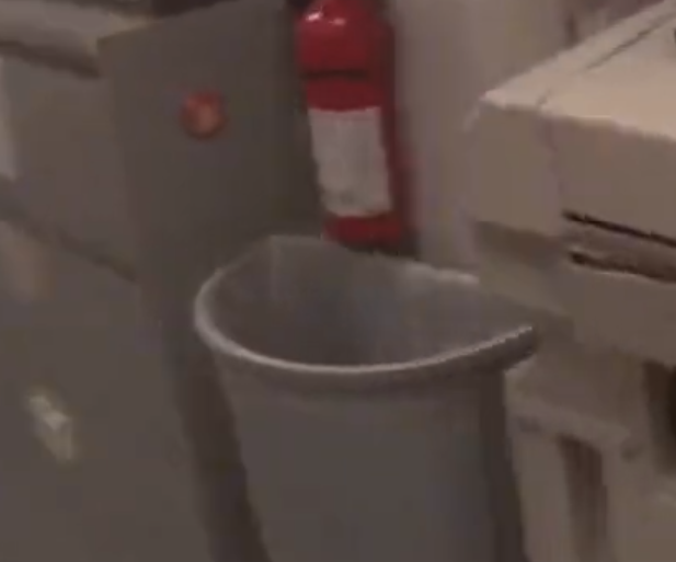 Orangutan tweet media