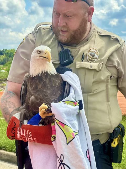 CPD_Careers's tweet photo. On 9/11/23, Animal Control Officer Barlow and Police Officer M. Chappelle responded to a distressing situation involving a bald eagle. The injured eagle was found on Volvo Parkway near Crossways Blvd, in close proximity to our 5th Precinct. https://t.co/Nv3sLnk9cz