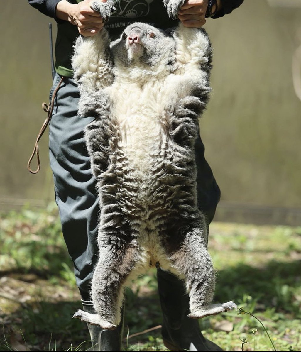 local_fleebs's tweet image. buckle up buttercup. you and the 4 most recent characters saved in your camera roll are traveling back in time to prevent 9/11. post ur crew