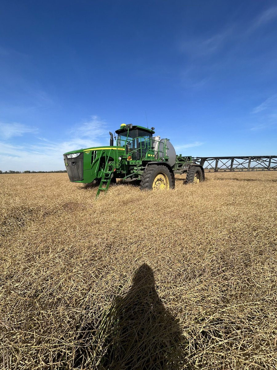 Speed swathing today. Every year been doubling our straight cut acres. 500 this year. Yee haw!
