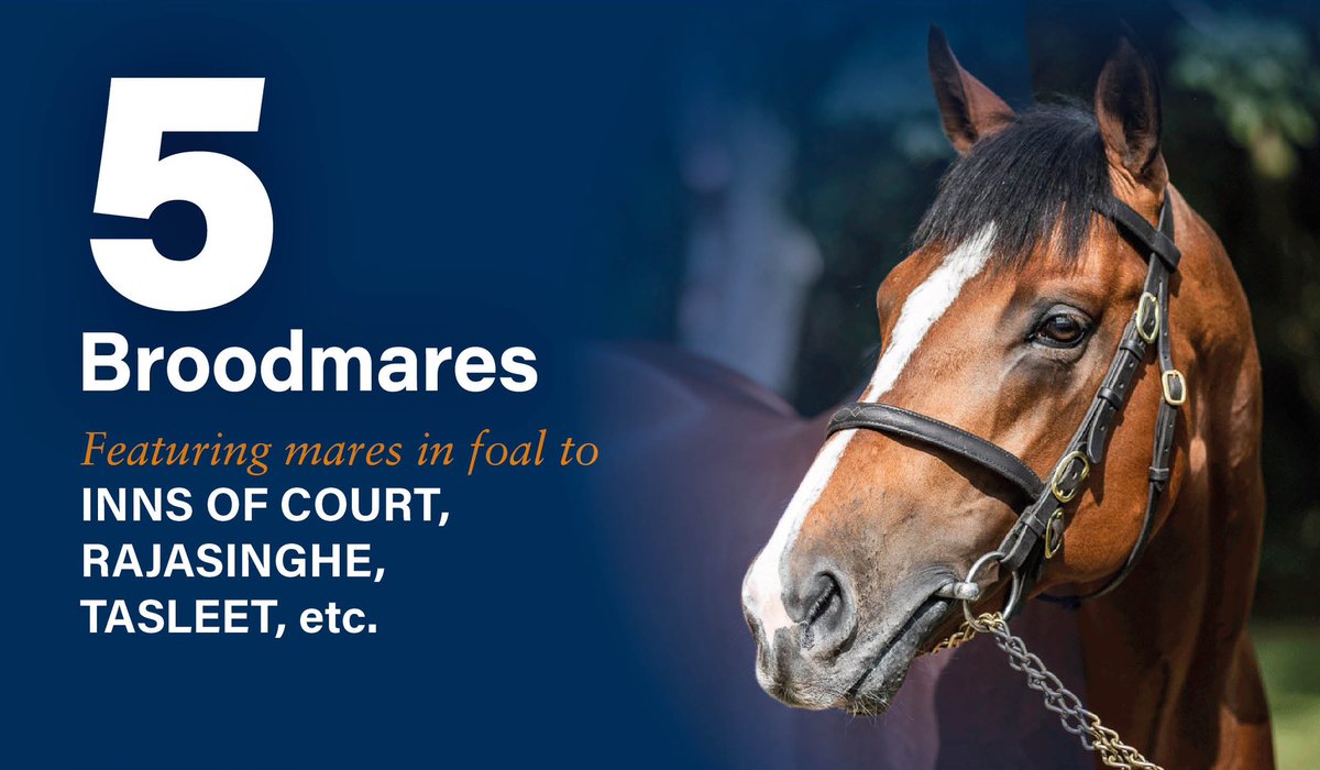 🐎 Mares, Mares, Mares!

Five mares in foal will be sold at the #TattsOnline September Sale with exciting covers by young sires RAJASINGHE, TASLEET & INNS OF COURT.

Bidding opens at midday 𝗪𝗘𝗗𝗡𝗘𝗦𝗗𝗔𝗬 with the hammer falling from midday Thursday.

Follow the link to find…