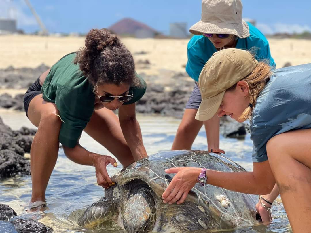 AIGConservation's tweet photo. Final chance to apply for our #Conservation internship!! Main duties include working with nesting Green #Turtles, #Seabirds, #MarineLife, #Inverts, #Plants #InvasiveSpecies &amp; so much more...
Closes in 2 days!!  https://t.co/Zw39URk5Vx https://t.co/z3EU47Zp5a