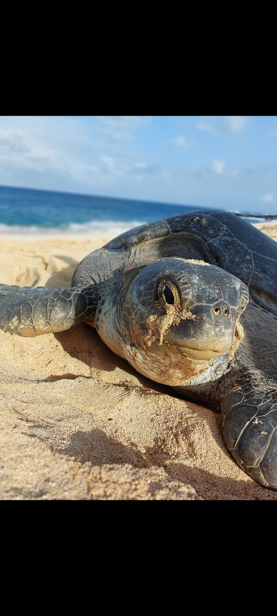 Final chance to apply for our #Conservation internship!! Main duties include working with nesting Green #Turtles, #Seabirds, #MarineLife, #Inverts, #Plants #InvasiveSpecies &amp; so much more...
Closes in 2 days!!  ascensionisland.recruitee.com/o/conservation…