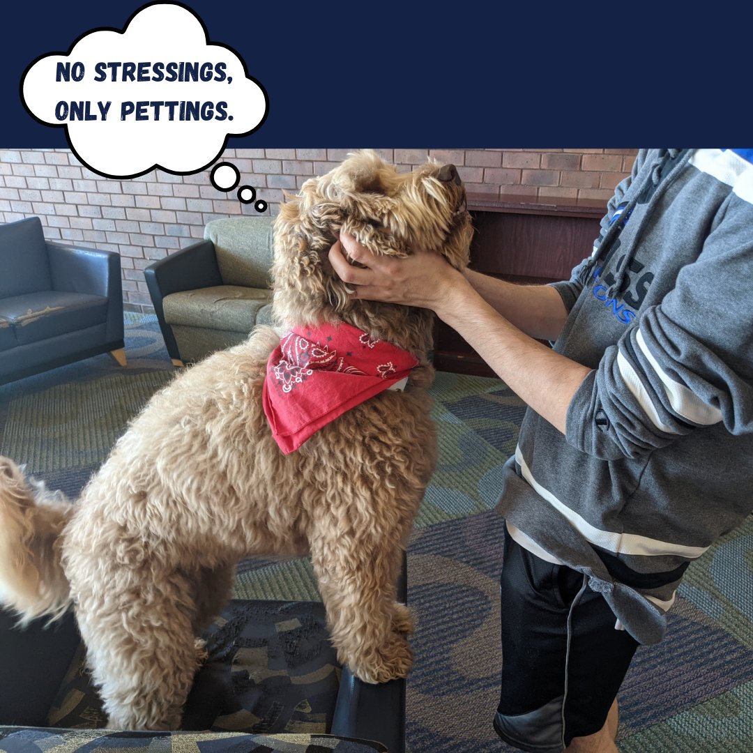 HealeyUMB's tweet photo. Skye the Therapy Dog welcomed students to Healey Library for the first Thursday of Fall classes on 9/7.
She's happy to see everyone on campus and wishes you a great Fall semester!
What else would you like to see at Healey Library?
#therapydog #healeylibrary #library https://t.co/tyr4psYwJe