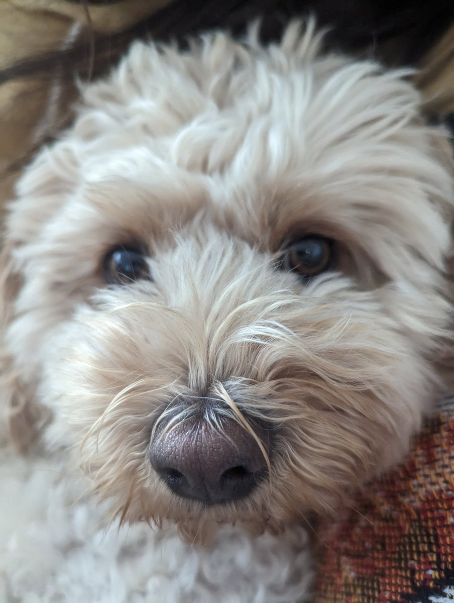 MarvinCavapoo's tweet photo. Monday Blues... https://t.co/vuMt4FYVdZ