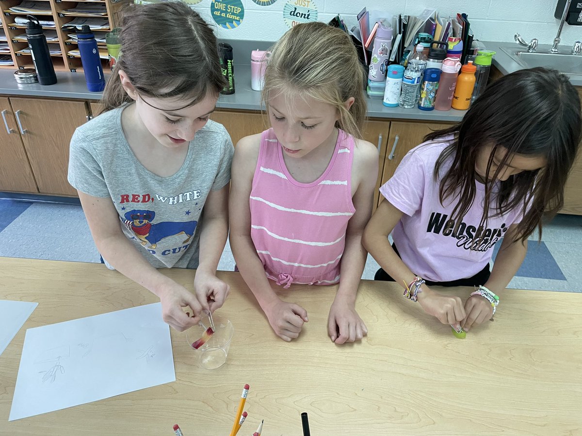 pyoungfam2's tweet photo. Can we save Fred?? Stay tuned for the results of our latest STEM challenge! #websterwildcats #livoniapride https://t.co/YBr1gdE17s