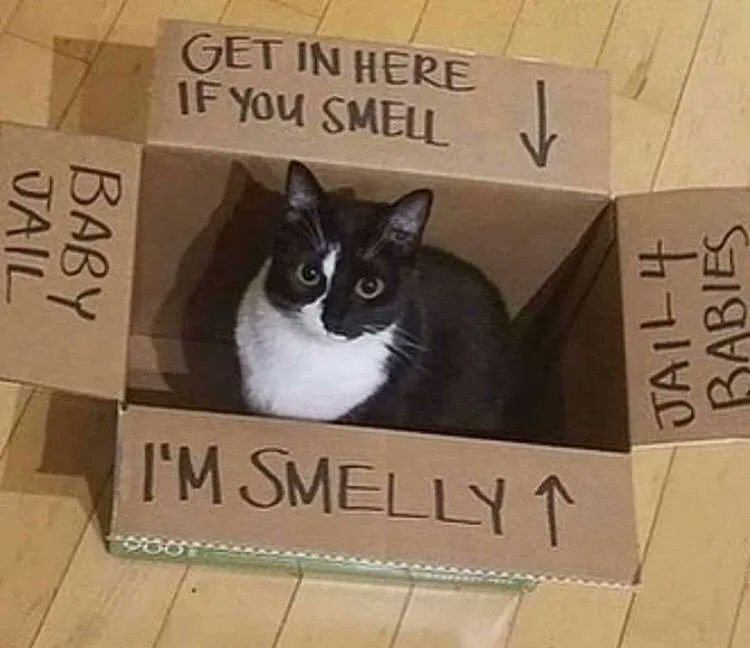 Why you should have a cat (@shouldhavecat) on Twitter photo 