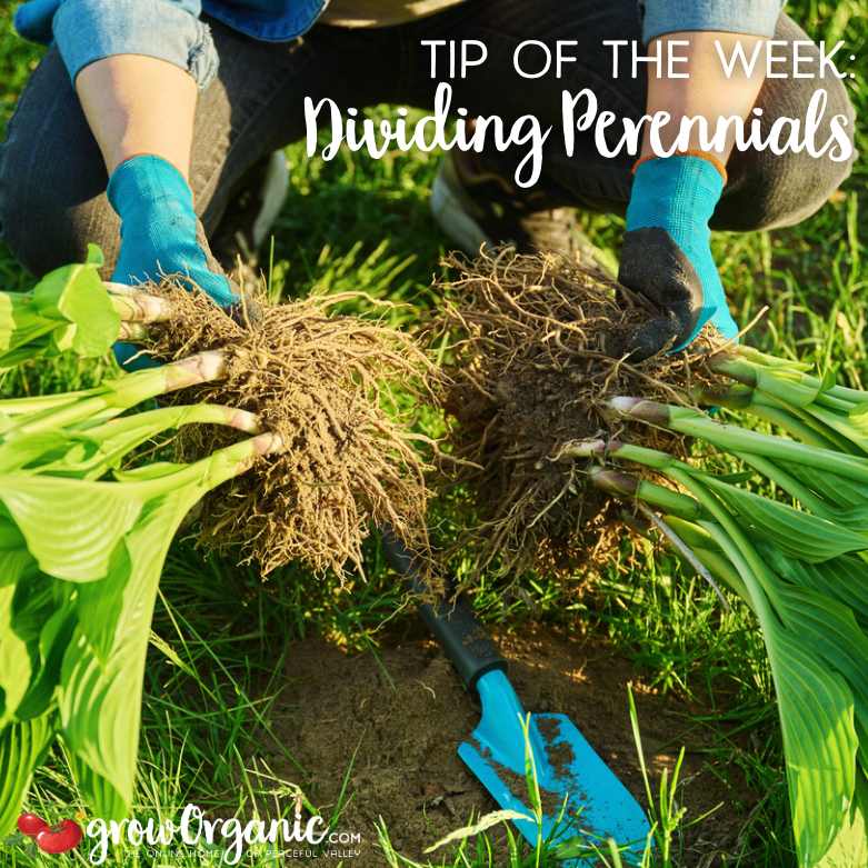 GrowOrganicCom's tweet photo. 🌼 If you've noticed your plants are getting crowded or aren't flowering as vibrantly, it might be time for a perennial divide!
🔗 Dividing Perennials: https://t.co/TlirykAkpi  
🔗 Keeping Perennials Healthy: https://t.co/d5XRZsEkBn https://t.co/7IMKkwFgGj