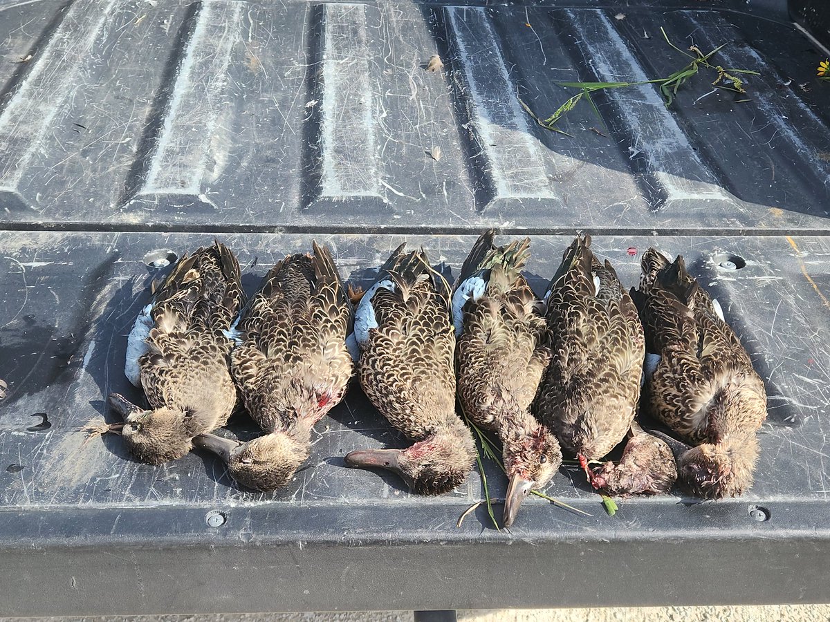 dreagon69's tweet photo. Shot my limit of Teal today! One dude was missing a foot! All Drakes. https://t.co/VPFD4oxwKZ