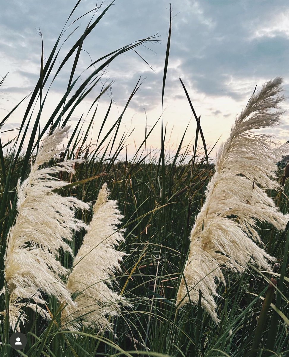 A life a little slower - welcome to the Lowcountry. 📸 SapAndKnot