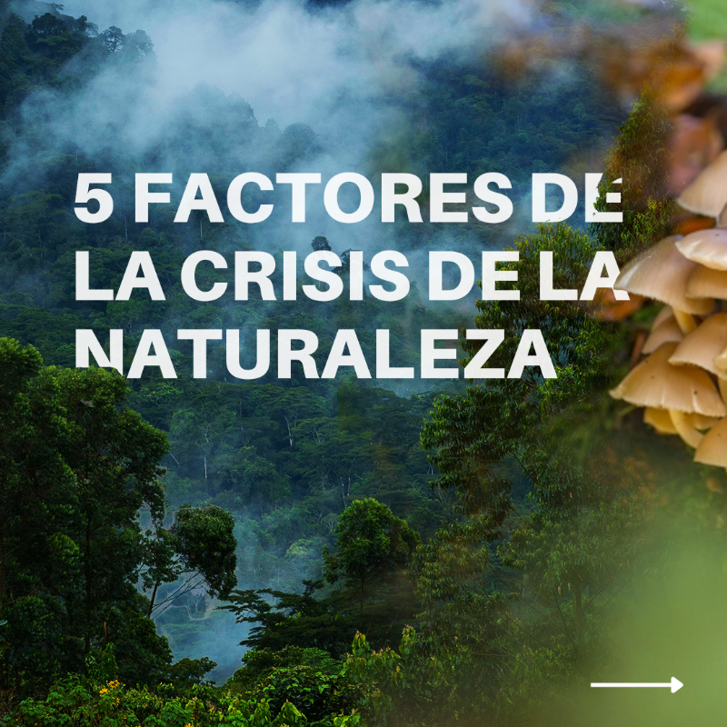 unep_espanol's tweet photo. 5 factores causantes de la pérdidas de la naturaleza ⤵️

#ObjetivosMundiales #ODS #PorLaNaturaleza