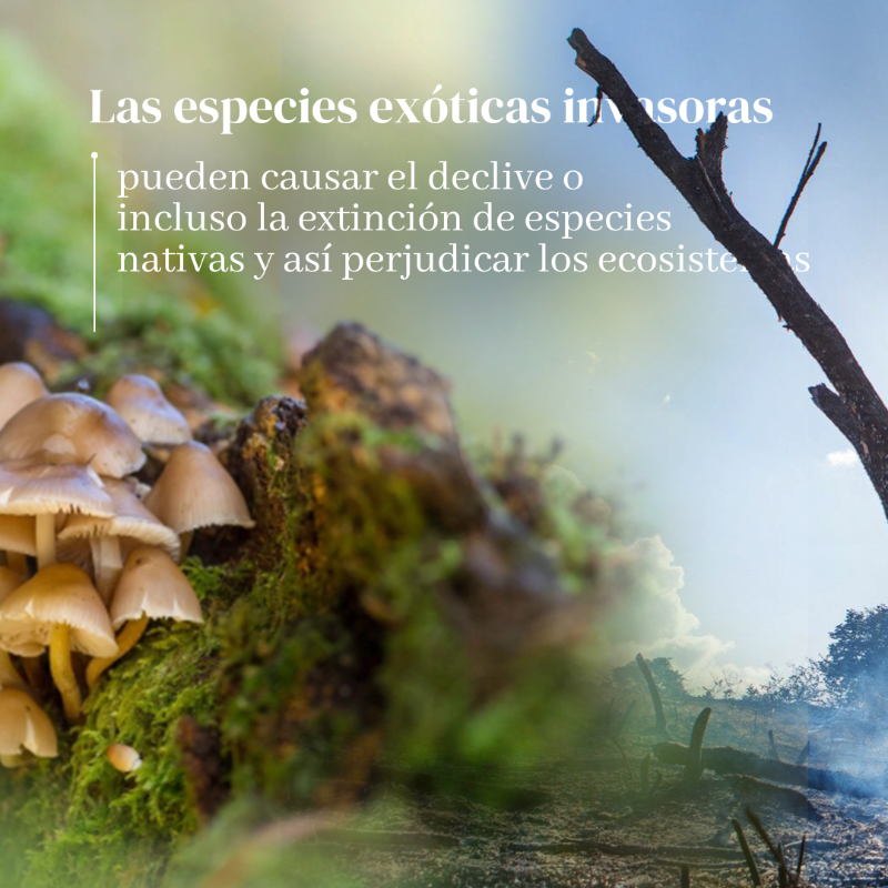 unep_espanol's tweet photo. 5 factores causantes de la pérdidas de la naturaleza ⤵️

#ObjetivosMundiales #ODS #PorLaNaturaleza