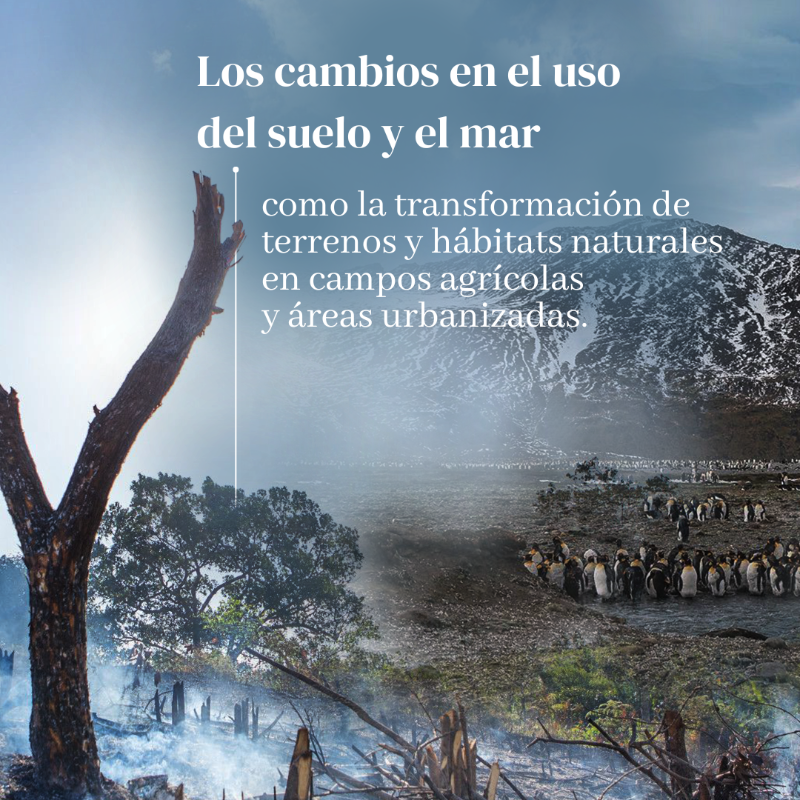 unep_espanol's tweet photo. 5 factores causantes de la pérdidas de la naturaleza ⤵️

#ObjetivosMundiales #ODS #PorLaNaturaleza