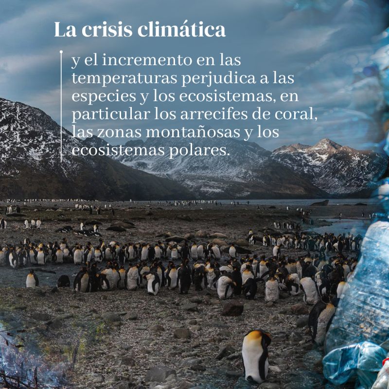 unep_espanol's tweet photo. 5 factores causantes de la pérdidas de la naturaleza ⤵️

#ObjetivosMundiales #ODS #PorLaNaturaleza