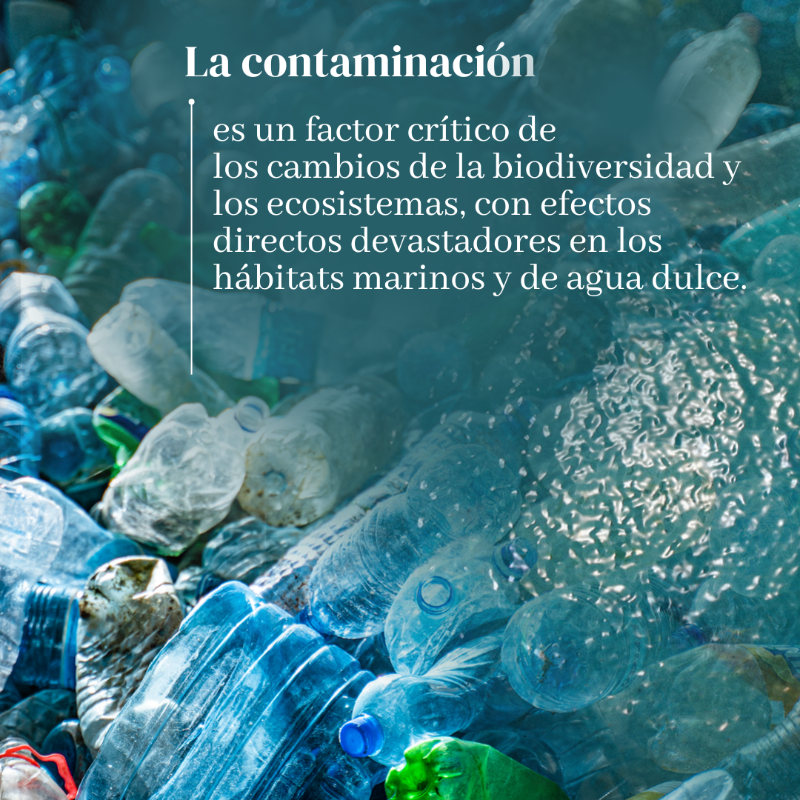 unep_espanol's tweet photo. 5 factores causantes de la pérdidas de la naturaleza ⤵️

#ObjetivosMundiales #ODS #PorLaNaturaleza