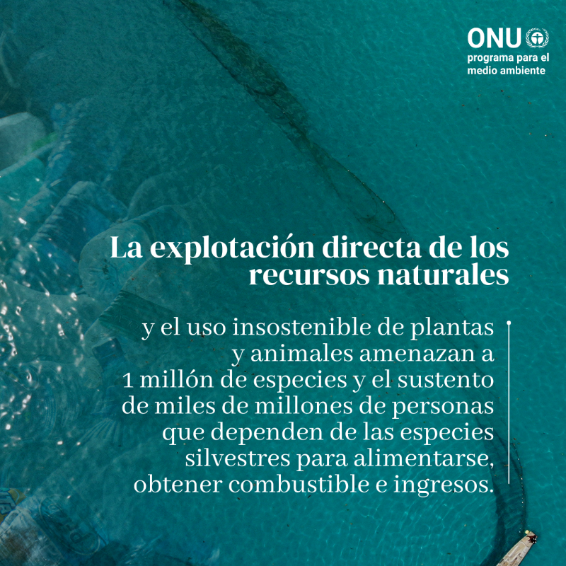 unep_espanol's tweet photo. 5 factores causantes de la pérdidas de la naturaleza ⤵️

#ObjetivosMundiales #ODS #PorLaNaturaleza