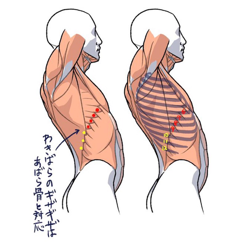 Our feature tutorial/artist for today is this great reference for WHERE RIBS SHOW by the talented 
<a href="/kato_anatomy/">伊豆の美術解剖学者</a>! Obviously this very much depends on character BUILD, but knowing WHERE the ribs sit is useful from a structural point of view, no matter your character’s body shape.