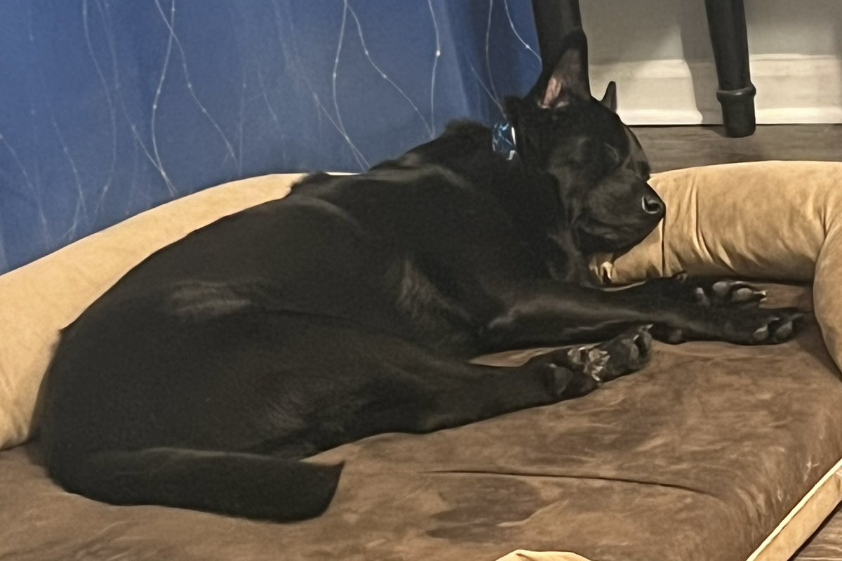 Bolon_DFK tweet media