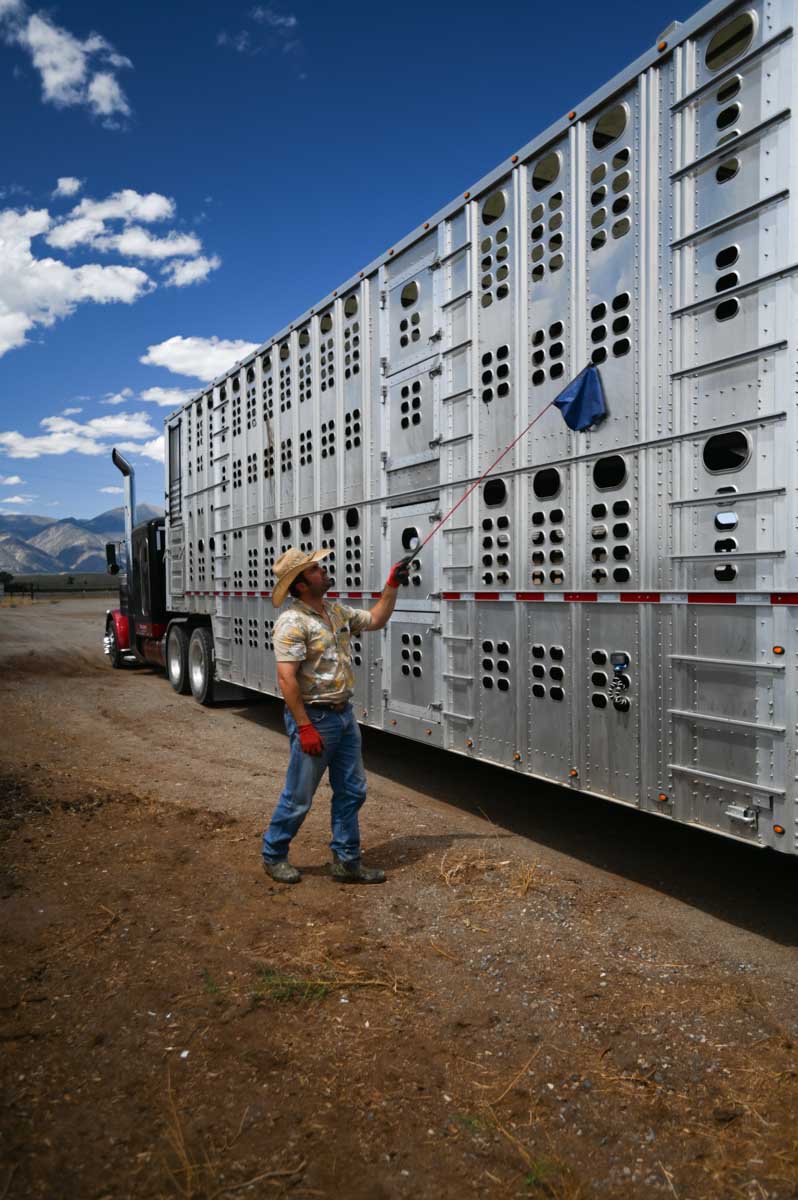 California Cattle Council tweet media