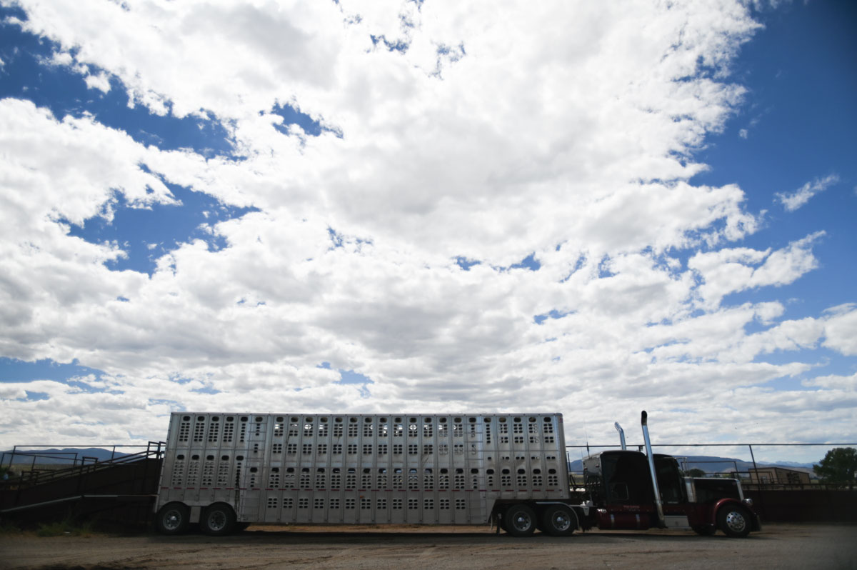 California Cattle Council tweet media