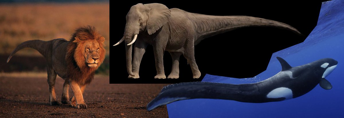 I once have theropod tails to mammals btw. I fixed them.