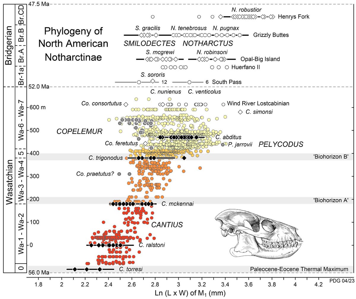 Jeff Wilson Mantilla @diapophysis.bsky.social tweet media