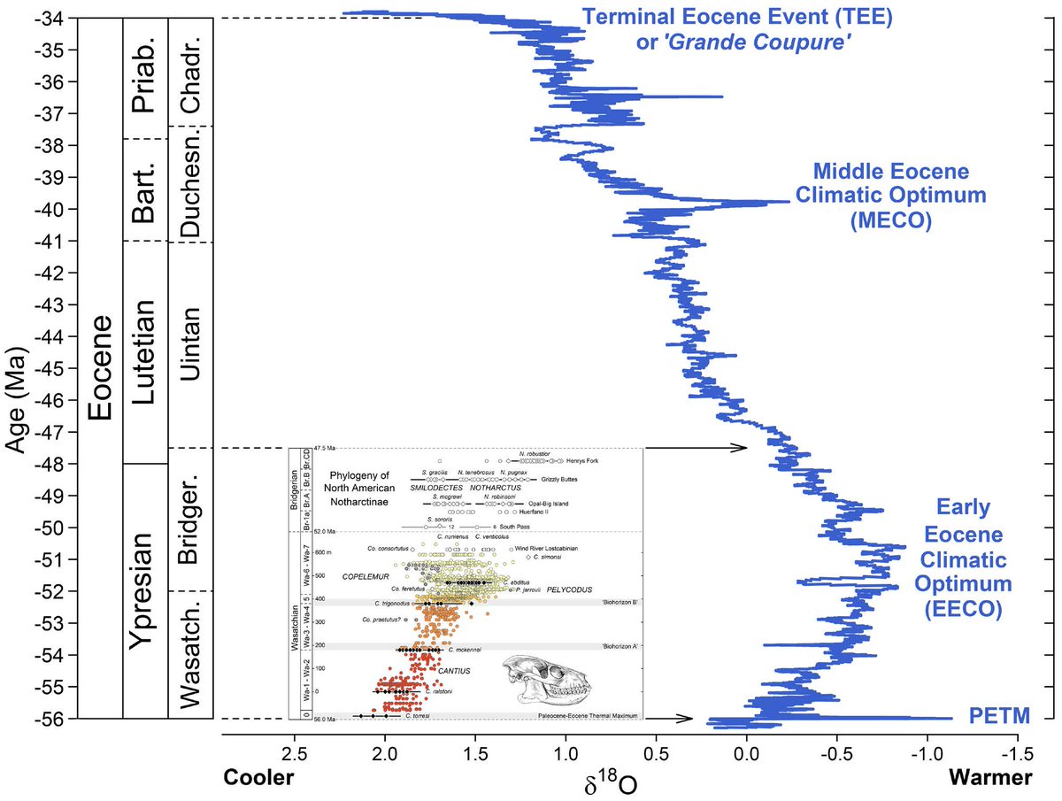 NEW in the Contributions of the UMMP: "Phylogeny and Evolution of North American Nothartcinae (Mammalia, Primates) in the early Eocene of Wyoming," in which Philip Gingerich suggests notharctine diversity paralleled warming and cooling during the Early Eocene Climatic Optimum.
