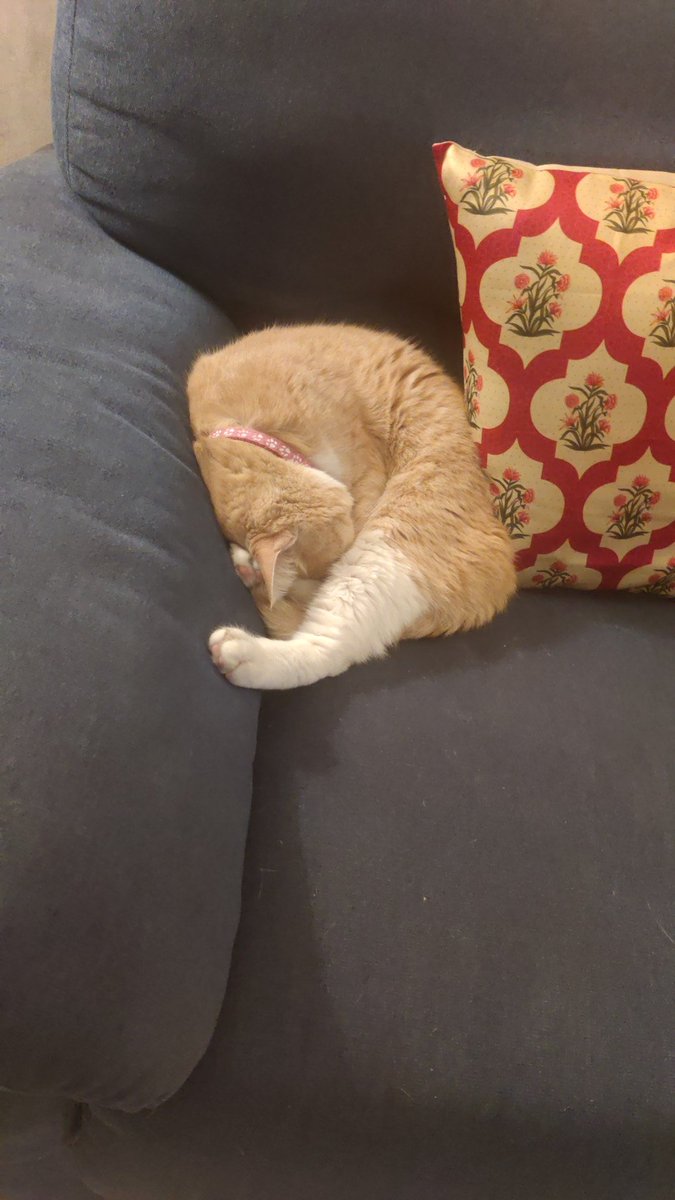 Akshiteshwar's tweet photo. Not my cat whacking me in the middle of the night to get up and play with her when she's LITERALLY passed out in the shape of a ball the WHOLE. DAMN. DAY.

Actual picture for reference. https://t.co/6xwfDSbHGv