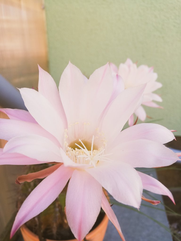 Media_Nocte's tweet photo. 🌵🌸 Naturwunder entdeckt! Diese atemberaubenden Kaktusblüten in voller Pracht sind ein echter Hingucker. #Wüstenblüte #KaktusLiebe #Naturzauber #Blütenpracht https://t.co/jaCAPQeBkX
