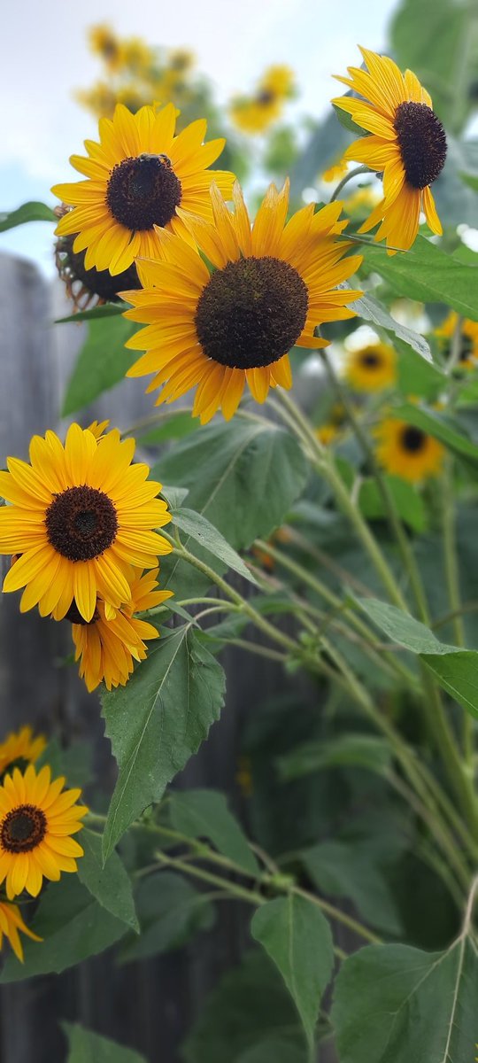 grown from seeds
I've placed my sorrows in soil
and watched them bloom
into something beautiful —