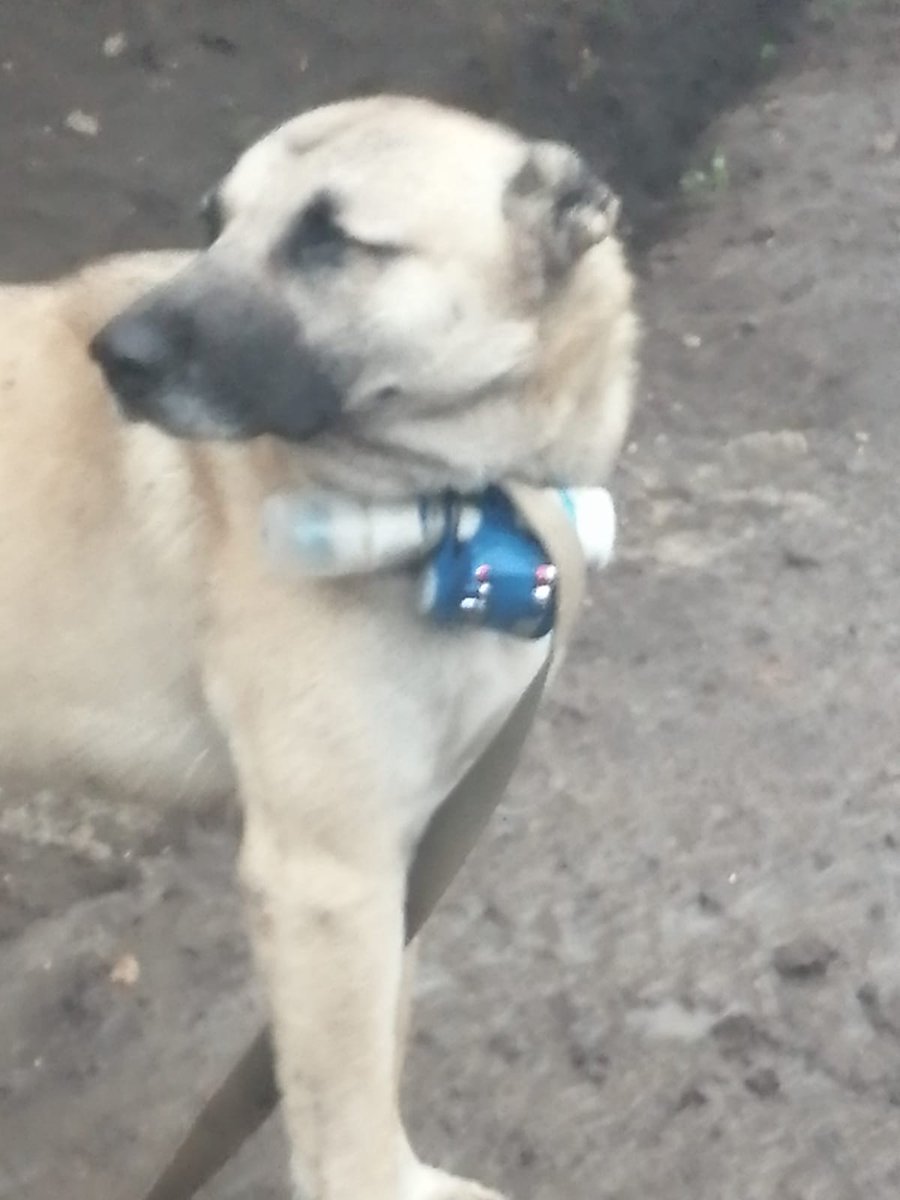 HikmetHajiyev's tweet photo. Yet another immoral terror act by the elements of armed forces of Armenia and illegal forces of puppet regime against Azerbaijani outpost by using dogs equipped with remotely detonated bomb. İmmorality knows no bounds! #dogs #AnimalRights https://t.co/hQPvSUwD1O
