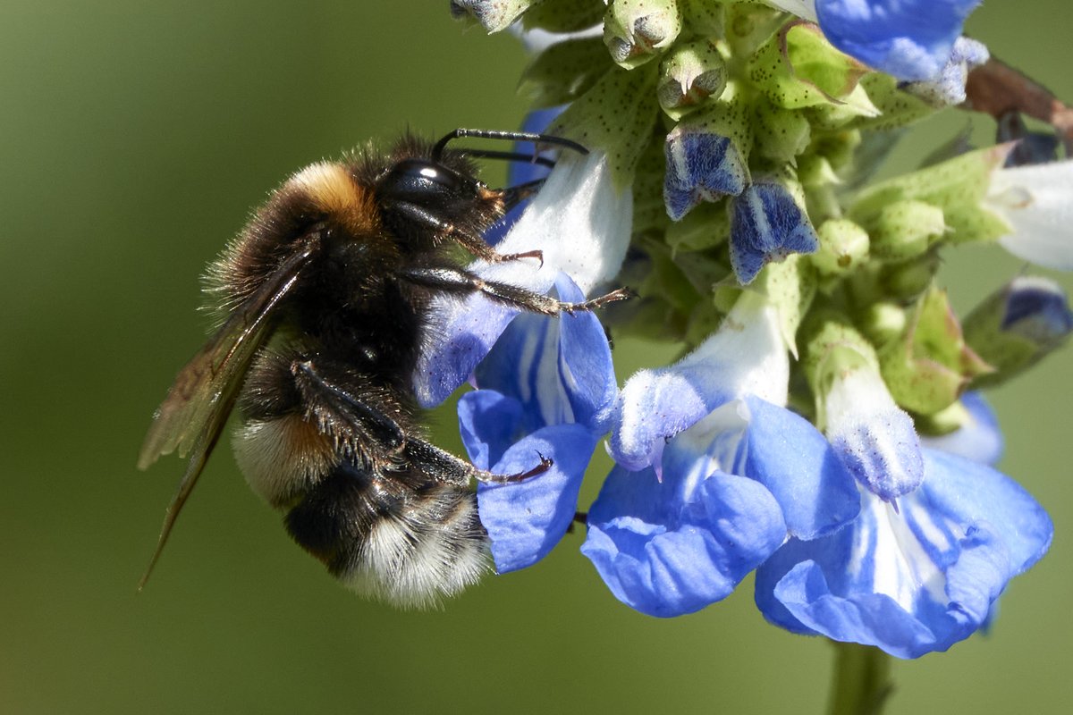 Bumblebees in Zurich have a white "tail"!