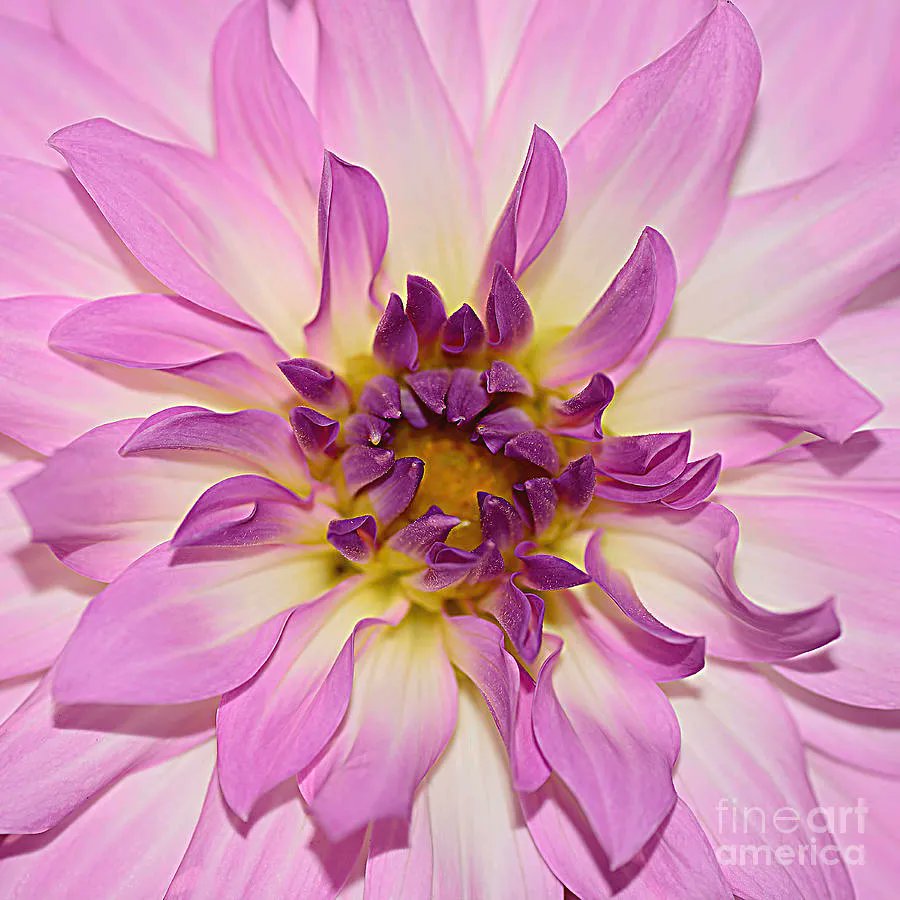 #Pink #Dahlia #Macro By Kaye Menner #Photography Quality #prints lovely #products at: buff.ly/460GQPU
