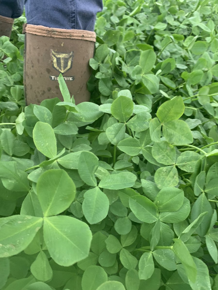 Trébol persa de exportación en Soriano. Esta semana iniciamos pastoreo.
+ CARNE
+ SEMILLA FINA