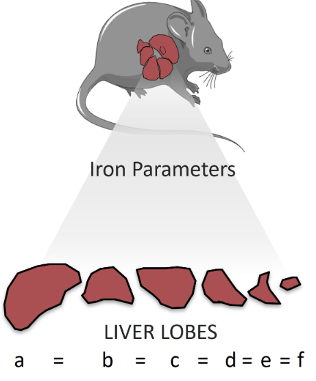 #Iron Homeostasis in Mice: Does #Liver Lobe Matter? (Silvia Colucci et al.) -- new in @ajpgi!

ow.ly/KOmb50PKfoJ

@SilviaColucci16 #MouseModel #AnimalReduction #ArticlesinPress