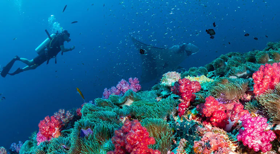 worldmares7's tweet photo. #ScubaDiving #Sports 

Discover the depths of the ocean more closely with scuba diving. In  Australia, you need to be certified before you can start recreationally  diving...
▶https://t.co/LdCFxxRnn4 https://t.co/rIk3yvPWRP