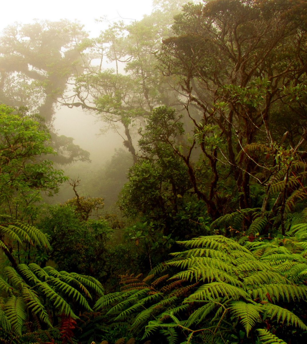 Majestic Monteverde, Costa Rica #puravida #costarica