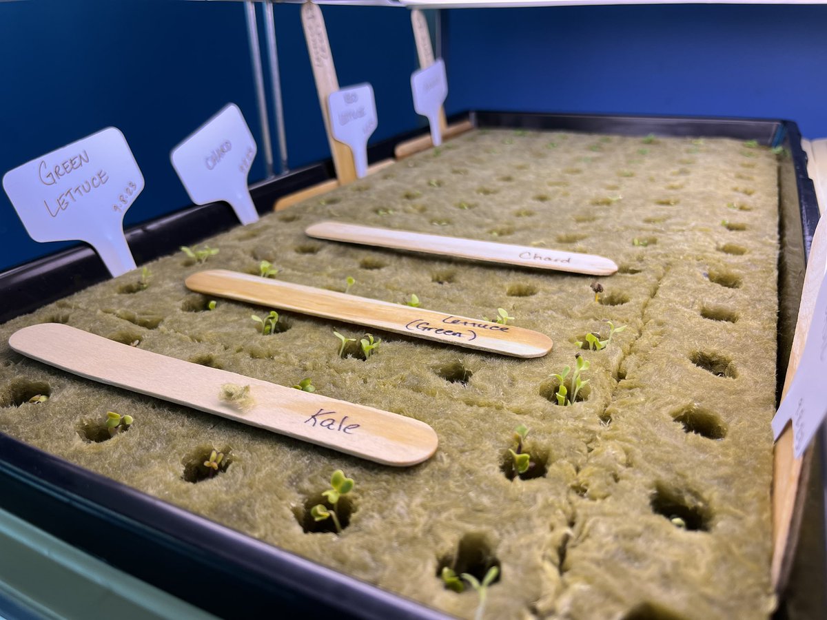 Coming soon to a hydroponics lab near you… 🥬🥗🥒 #rapidgermination #growyourown #weare7b @SevenBridgesMS @7BFACS @DanielleDenmead @NYsunworks @CSF_Chappaqua