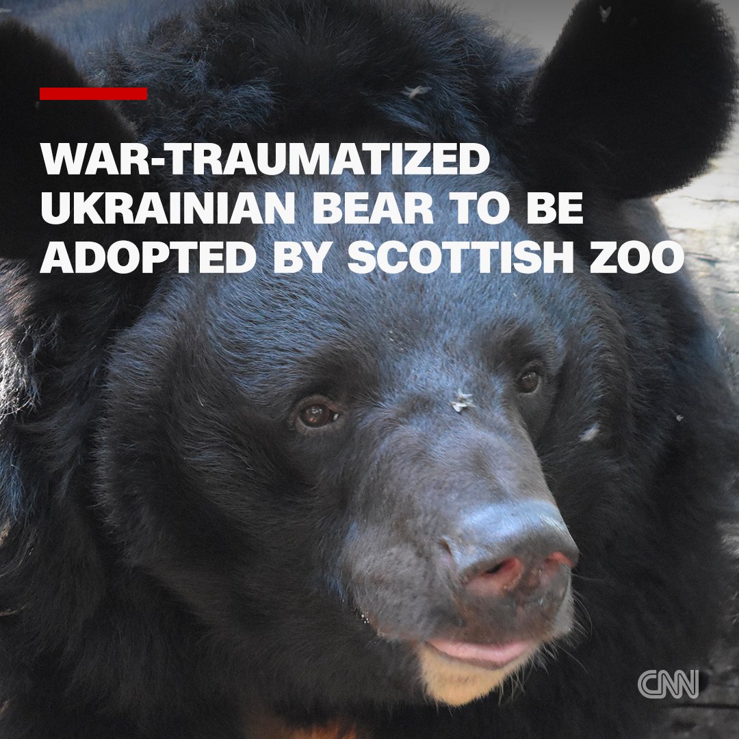 CNN's tweet image. An Asiatic black bear, which endured severe trauma in a zoo in Russian-occupied Ukraine, is set to be adopted by a zoo in Scotland. 

Yampil is named after the village where he was found.

Read more: cnn.it/3Ey9JqT