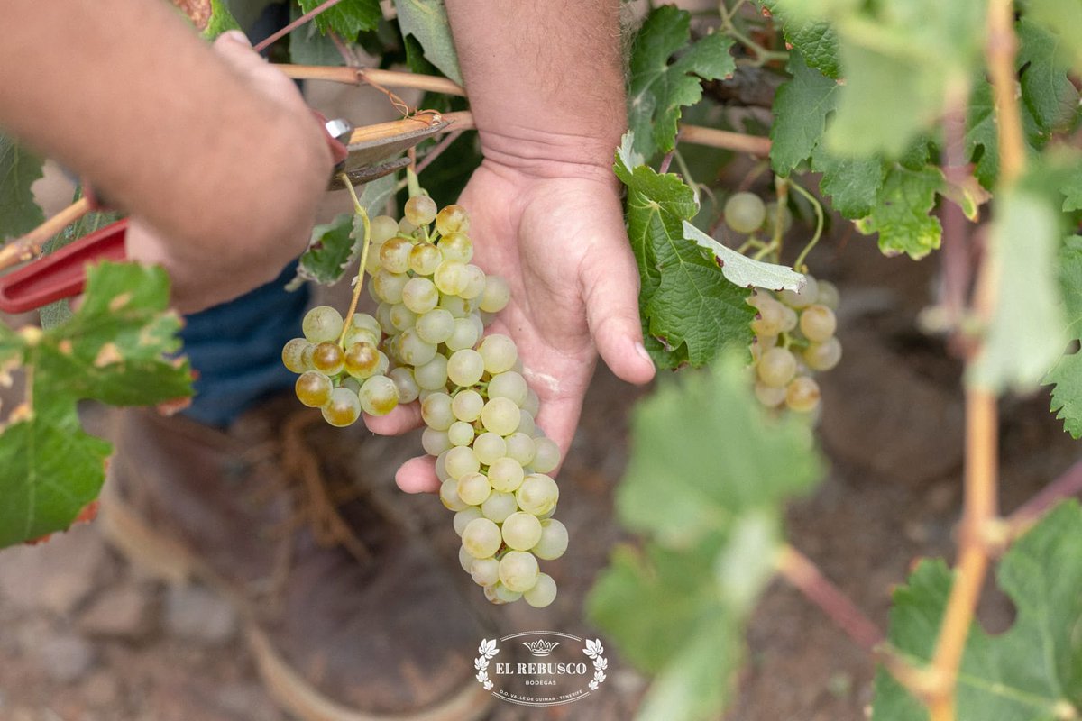 〰️ El 11/8 iniciamos la #vendimia y hoy 11/9 entra la última uva a la bodega, un mes intenso pero contentos con el resultado. Ahora toca seguir trabajando en #bodega para finalizar la cosecha 2023 con los mejores resultados #Tenerife #vinosdeTenerife #isladevinos #IslasCanarias