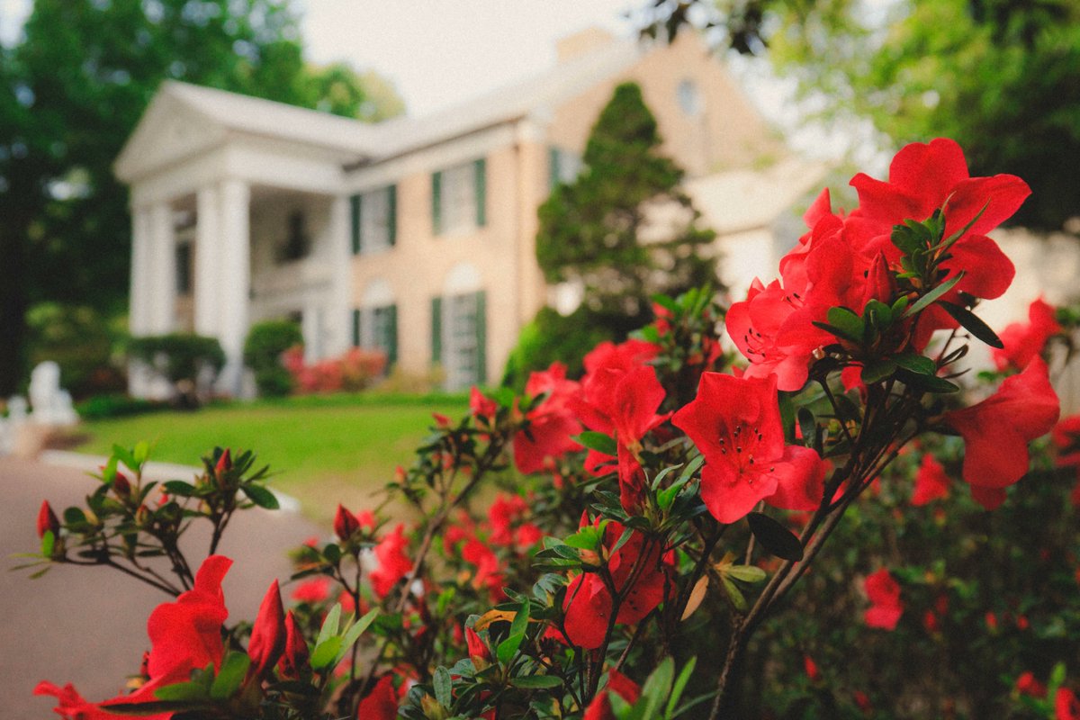 Last chance to enter the Memphis Scene photo contest presented by I Love Memphis. Check out this amazing winning picture from our Spring contest 'The King's Azaleas' submitted by Connor Ryan Enter by September 15th at buff.ly/3DZvUWL