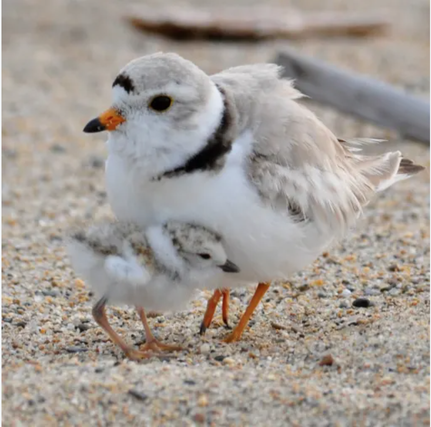 Did you know there are only 8,000 piping plovers in the entire world? While birders get excited to see snowy owls with 28,000 left worldwide, a piping plover is much more rare. These delicate birds are nesting nearby in Barnegat Light. Learn more: tinyurl.com/5fnvm2ap