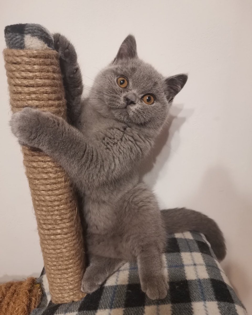 Cute and Chubby British shorthair kitten
Check our gallery for available kittens at ...... 
Luxuriousbritishshorthair.com

#cats #kittens #CatsofTwittter #CatsOfX #britishshorthair #kittens #AnimalsLover #breeding