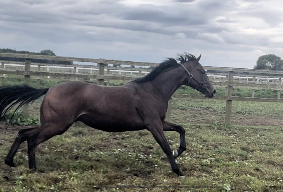 Thank you very much <a href="/bazmchugh/">Barry McHugh</a> for the wonderful R&amp;R our filly received with you she came back looking in great condition and ready to start back. Highly recommend Barry he is a perfectionist and does a fabulous job 👍