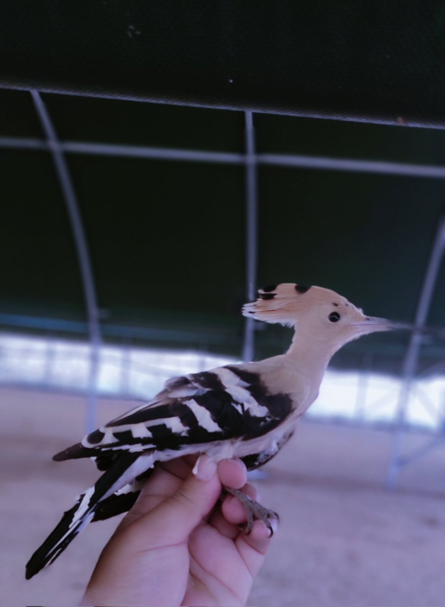 Beautiful hoopoe bird