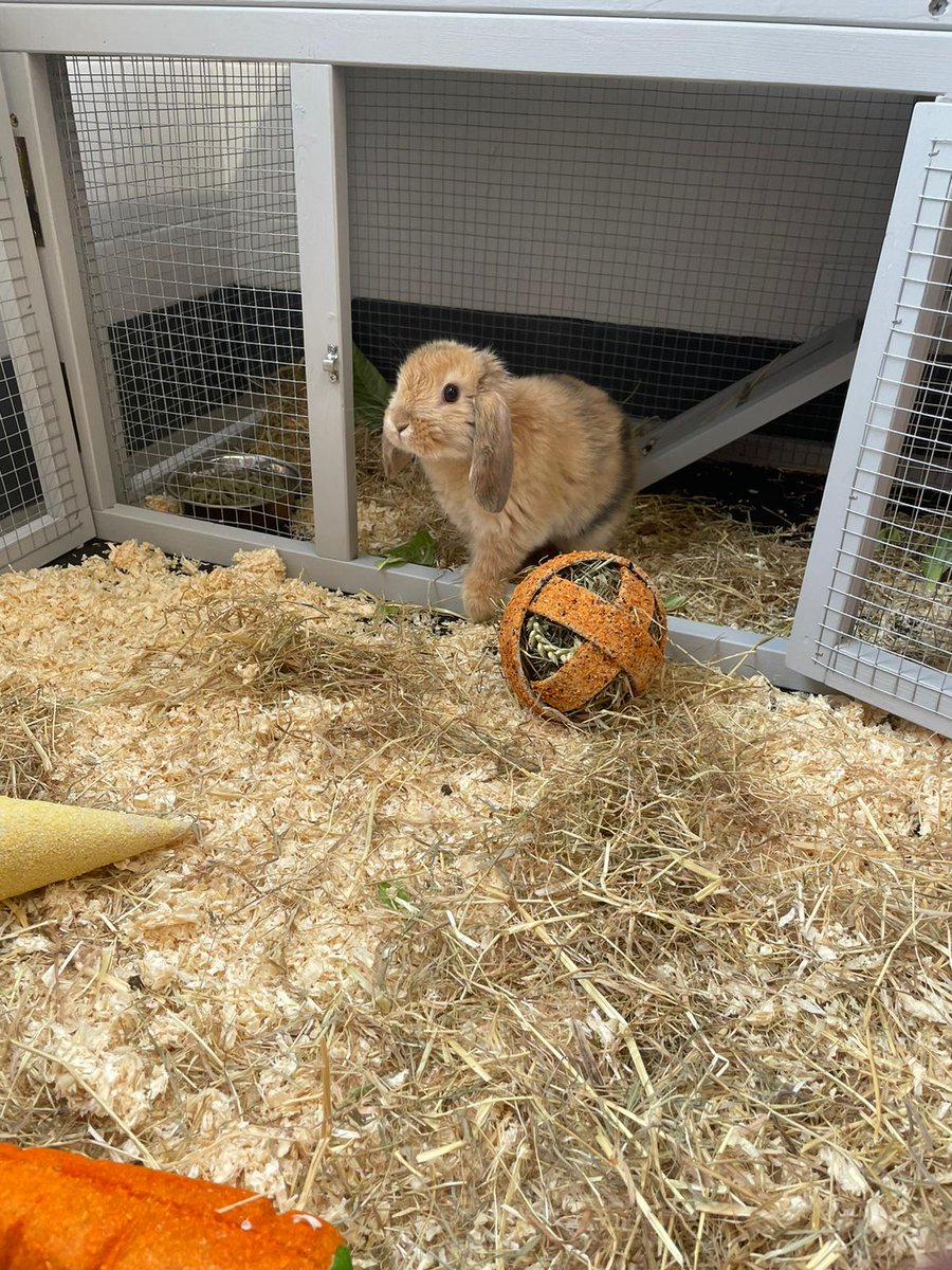OasisLimeside's tweet photo. She's here! Our new Limeside pet bunny is settling in so well and has loved meeting some of her new friends today. She can't wait to meet everyone over the next few days 🐰🩷 #limesidebunny #emotionalsupportanimal #positivementalhealth #wellbeing #selfregulation #lopbunny https://t.co/NuNEE9PQtF