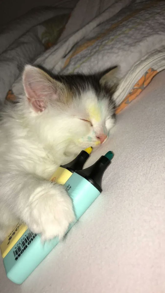 Why you should have a cat tweet media